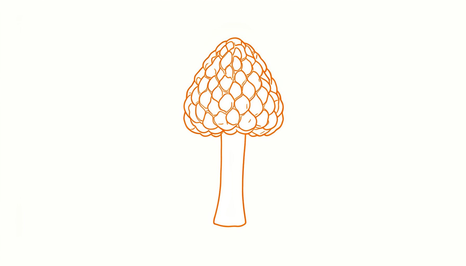 A simple line drawing of a morel mushroom with its distinctive honeycomb cap and slender stem, in earthy brown tones on a light cream background.